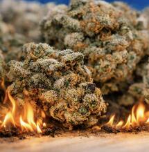 632 Kilo Medizinalcannabis vernichtet