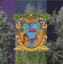 Sweet Amnesia Haze XL Auto®