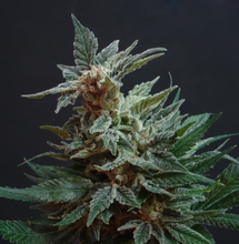 Todesstrafe für 1 Kilo Cannabis 