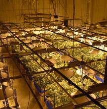 7 Quick Tips for Setting Your Cannabis Grow Lights