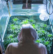 Blueberry Cookies y Ocean Grown Cookies