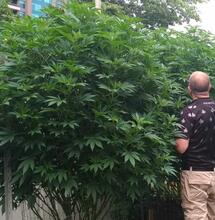 8 Top Tips for Growing the Best Outdoor Crop in 2025