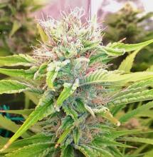 Lleva tu cosecha de marihuana al próximo nivel