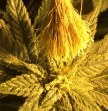 Trip Seeds: 15 años de crianza haciendo machos