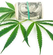 leaves of cannabis and american dollars. 