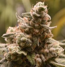 Grow tips for autoflowering cannabis outdoors