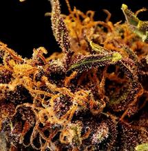 800 tys. USD na 6 nowych badań nad konopiami