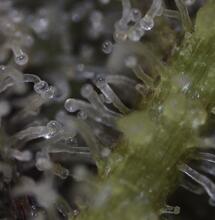 6 Signs of Top Quality Cannabis Buds - How to Identify Good and Bad Cannabis