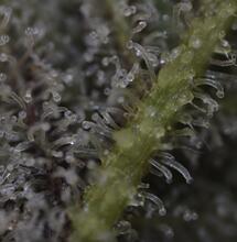 Top Tips on Harvesting Cannabis Plants