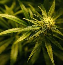 7 GRZECHÓW GŁÓWNYCH GROWERA