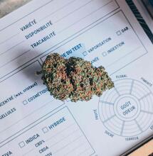 US Grants Federal Validity to Medical Cannabis