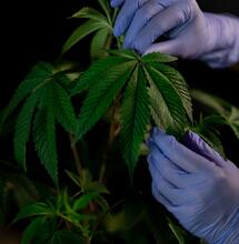 Cannabis Cultivation and AI