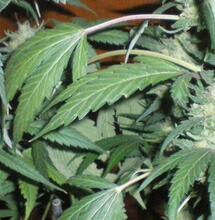 Cannabis thérapeutique : la phase expérimentale commencera en 2020