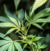 El aceite de neem es un gran aliado para prevenir y controlar plagas en el cultivo de marihuana sin daños ambientales. 