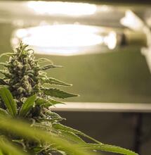 Achterdeur blijft langer open voor experiment coffeeshops