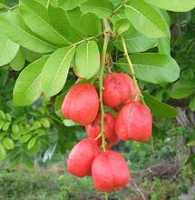  L’Ackee : de l’Afrique aux Caraïbes, histoire d’un fruit apprivoisé