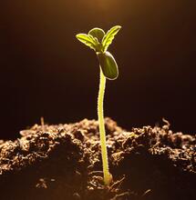 Super Soil, la nueva revolución en el cultivo ecológico de cannabis