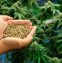 Feminisierte Cannabissamen bieten Züchtern eine Reihe von Vorteilen in Bezug auf die Qualität ihrer Produkte und der Ertragssteigerung. Hierbei bietet 24High.de ein breites Sortiment an feminisierten Cannabissamen zu kaufen, das Ihren Anbau erfolgreich macht und die gute Qualität Ihrer Ernte garantiert.