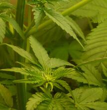 Allemagne : la légalisation confirmée pour début avril  