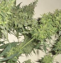 L’Allemagne sur la voie de la légalisation