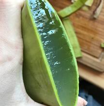 L'Aloe Vera, une grande alliée