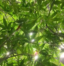 Cannabis - Als Medizin akzeptiert, als Genussmittel verpönt 