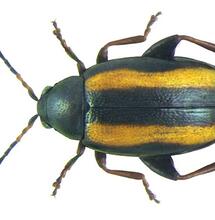 L’altise : comprendre ce ravageur opportuniste 