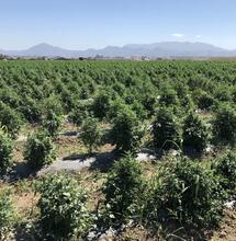 I danni prodotti dalla legalizzazione della cannabis