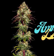 Amnesia Lemon