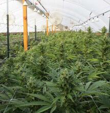 Anbau im Gewächshaus