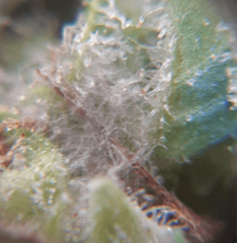 Hongo gris: Cultiva teniendo estos cuidados y tus flores no se pudrirán.