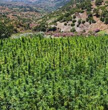 Angola Red, Oaxacan i Red Lebanon