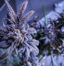 Antocyjany lekarstwem na wiroid chmielu?