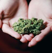 Argentina regulariza la marihuana medicinal