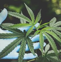 cannabis