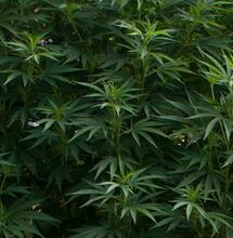 Les 8 meilleures astuces pour cultiver les têtes de cannabis les plus savoureuses