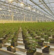 La première livraison d’Aurora Cannabis pour l'expérimentation du cannabis médical