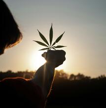 Austria's Landmark Ruling: What It Means for the Hemp Industry?