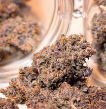 Colture di cannabis di migliore qualità per il coltivatore indoor medio