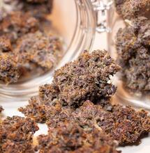 Cultivos de cannabis de mejor calidad para el cultivador de interior promedio