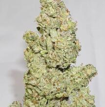 Uprawa Auto Colorado Cookies