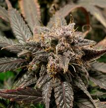 Auto Slush Mint Cake: 4 plantas, 4 análisis de THC