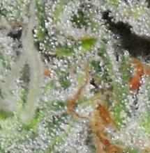 Auto Bubble Gum - A herb of choice for adults