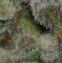 Auto Chocolate Skunk