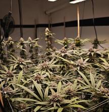 Automatisierung im Growzelt – Lohnt sich das?