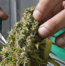 AutoMazar - Les génétiques Mazar continuent de nous enchanter, 10 ans après leur introduction