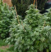 Une plantation outdoor au coeur de l'Auvergne