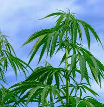 Kilka słów o nitrogenium