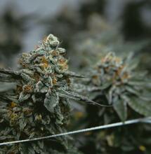 Ácidos húmicos y fúlvicos en el cultivo de cannabis.