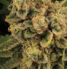 Tropicanna Banana
